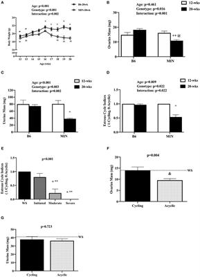 The Effect of Estradiol Administration on Muscle Mass Loss and Cachexia Progression in Female ApcMin/+ Mice